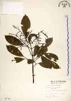 三葉山香圓藏品圖，第1張