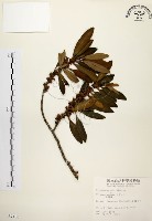 大明橘藏品圖，第1張