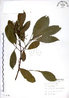三葉山香圓藏品圖，第1張