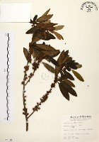 大明橘藏品圖，第1張