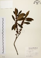 大明橘藏品圖，第1張