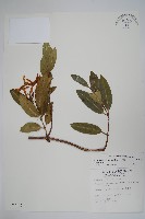 大錦蘭藏品圖，第1張