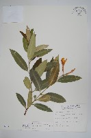 大錦蘭藏品圖，第1張