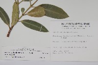 大錦蘭藏品圖，第2張