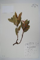 大錦蘭藏品圖，第1張