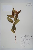 大錦蘭藏品圖，第1張