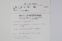 大錦蘭藏品圖，第2張