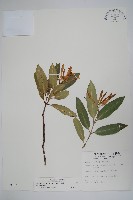 大錦蘭藏品圖，第1張