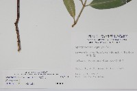 大錦蘭藏品圖，第2張