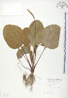 車前草藏品圖，第1張