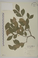 登錄號:S007154藏品圖，第1張