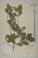 登錄號:S007155藏品圖，第1張