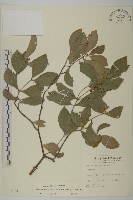 菱葉衛矛藏品圖，第1張