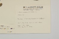 菱葉衛矛藏品圖，第2張