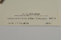 菱葉衛矛藏品圖，第3張