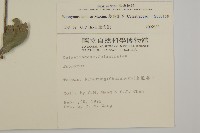 菱葉衛矛藏品圖，第2張