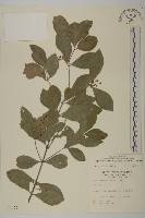 菱葉衛矛藏品圖，第1張