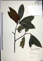 九重吹、九丁樹、脈葉榕、大葉九重吹藏品圖，第1張