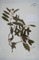小錦蘭藏品圖，第1張