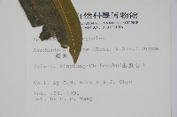 小錦蘭藏品圖，第2張