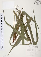 桔梗蘭藏品圖，第1張