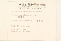 鼠麴草藏品圖，第2張