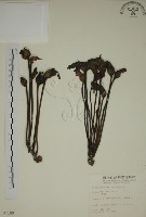 野菰藏品圖，第1張