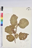 登錄號:S007195藏品圖，第1張