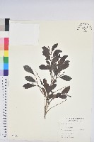 細葉饅頭果藏品圖，第1張