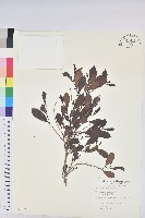 細葉饅頭果藏品圖，第1張