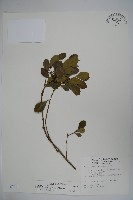 倒卵葉冬青、金平氏冬青藏品圖，第1張