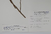 倒卵葉冬青、金平氏冬青藏品圖，第2張