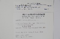 倒卵葉冬青、金平氏冬青藏品圖，第2張