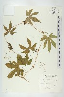 雙輪瓜藏品圖，第1張