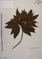 木荷藏品圖，第1張