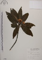 木荷藏品圖，第1張