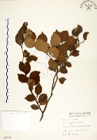 內苳子藏品圖，第1張