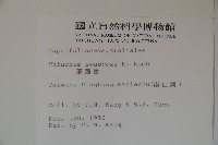 珊瑚樹藏品圖，第2張