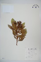 珊瑚樹藏品圖，第1張