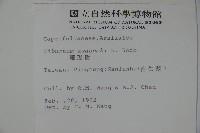 珊瑚樹藏品圖，第2張