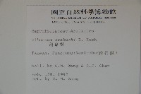 珊瑚樹藏品圖，第2張