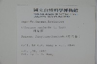 珊瑚樹藏品圖，第2張