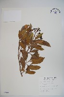 珊瑚樹藏品圖，第1張