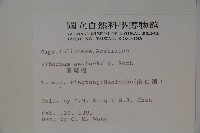 珊瑚樹藏品圖，第2張