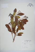 珊瑚樹藏品圖，第1張