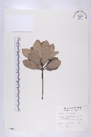 俄氏虎皮楠藏品圖，第1張