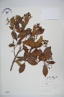 珊瑚樹藏品圖，第1張