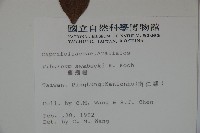 珊瑚樹藏品圖，第2張