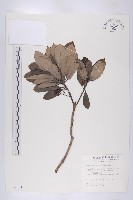 俄氏虎皮楠藏品圖，第1張