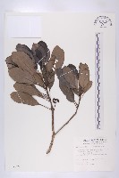 俄氏虎皮楠藏品圖，第1張